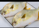 翔泰 海南金鯧魚凈重900g 2條裝  魚類生鮮 燒烤 火鍋食材 海鮮水產(chǎn) 曬單實拍圖