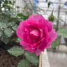 月季花苗四季開(kāi)花大花濃香型灌木月季苗庭院陽(yáng)臺盆栽地栽玫瑰花苗 公爵【大花濃香，多季節開(kāi)花】 扦插小苗15-25cm高 1棵 曬單實(shí)拍圖
