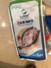 仙泉湖三去白蕉海鱸魚1斤/條凈膛冷凍刺少肉厚珠海特產(chǎn)500g生鮮食材 曬單實拍圖
