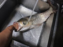 六魚(yú)炮臺支架竿釣魚(yú)支架竿伸縮碳素超輕超硬多功能大物支架桿 曬單實(shí)拍圖
