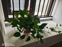 長藤綠蘿垂吊綠植室內(nèi)吊蘭吸甲醛凈化空氣綠植盆栽稀有綠蘿盆栽 【盆口直徑16厘米】長藤紅盆綠蘿2盆送肥料 曬單實拍圖