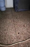 神奇藥筆滅蟑粉筆殺螞蟻跳蚤虱子非無毒飯店餐廳家用室內(nèi) 殺蟲粉筆5支 曬單實拍圖