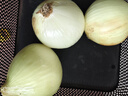 京地達山東黃皮洋蔥 凈重3斤裝 單果200g+黃皮大蔥頭源頭直發(fā) 曬單實拍圖