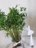 臨雅水培植物米竹盆栽辦公室內(nèi)水養(yǎng)綠植盆景好養(yǎng)活60-70cm*1源頭直發(fā) 曬單實拍圖