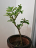 四季香水檸檬樹(shù)苗廣東香水檸檬苗無(wú)籽無(wú)核檸檬苗盆栽地栽當(dāng)年結(jié)果 廣東香水檸檬 三年苗 曬單實(shí)拍圖