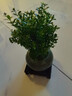 開時果 小葉赤楠盆景擺件 辦公室桌面綠植花卉好養(yǎng)盆栽植物源頭直發(fā)包郵 【熱銷款】哥窯浸墨盆+苔蘚+底座 曬單實拍圖