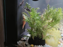 奈寵魚(yú)樂(lè )寶除氯凈水劑水族魚(yú)缸凈水片除氯氣自來(lái)水困水免曬水養魚(yú)必備快速除氯-魚(yú)樂(lè )寶120g 約350粒 曬單實(shí)拍圖