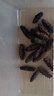 宮品有機(jī)淡干海參優(yōu)選半斤裝250g15-30只底播刺參 源頭直發(fā) 曬單實拍圖