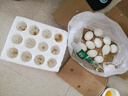鵝蛋新鮮正宗散養土鵝蛋雙黃鵝蛋孕婦寶寶一整箱現撿現發(fā) 12枚 80-100克 曬單實(shí)拍圖