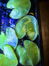 水培一葉蓮浮萍迷你水草凈化水質魚缸造景睡蓮花水生水養(yǎng)花卉植物 一葉蓮 【5片裝】尺寸8-11厘米 曬單實拍圖