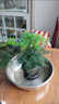 文竹盆栽植物室內花卉盆景客廳辦公室桌面小綠植好養云竹四季常青 精品文竹+原生盆 帶盆栽好 曬單實(shí)拍圖
