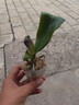 蝴蝶蘭盆栽帶花劍四季開花客廳室內蘭花大苗桌面無花苞花好養(yǎng)易活 【主圖款】---【包開花】送營養(yǎng)液2包 小苗不帶花劍 曬單實拍圖
