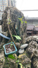 水楊梅小老樁水培魚(yú)缸造景溪流缸水陸缸水草植物植物四季常青 水楊梅小樁子1顆 曬單實(shí)拍圖