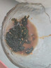 骉祥鹽漬海葡萄即食海藻菜網(wǎng)紅涼拌菜裙帶菜海鮮蔬菜海葡萄海草海帶e 海葡萄1袋*100g 曬單實拍圖