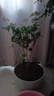 花香滿屋四季桂花樹盆栽月月桂花樹濃香型正宗桂花樹四季桂花地栽 濃香四季桂特大苗一顆【50-68公分高】花開滿園香 曬單實拍圖