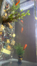 天然原生態(tài)溪流石底砂魚缸專用過濾鋪地擺件火山石造景主石鵝卵石 【450g】天然溪流石（6-12mm） 曬單實拍圖
