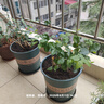 濃香型特級重瓣茉莉花大棵特大號老樁花卉綠植盆景B 苗場(chǎng)清場(chǎng)地 11年茉莉老樁一盆可泡茶 曬單實(shí)拍圖