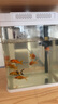 寵街坊小魚(yú)缸一體缸自循環(huán)水族箱桌面客廳小型送禮生態(tài)魚(yú)缸造景240 曬單實(shí)拍圖