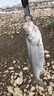 YGK PE JPX12編五彩pe線路亞專用主線正品ygkpe super遠(yuǎn)投順滑大力馬釣魚線 12編進(jìn)口原絲【100米】炫彩 0.6【0吸水】 曬單實(shí)拍圖
