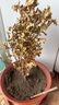 盆栽花卉青楊綠植耐寒濃香好養(yǎng)重瓣大花四季開花陽臺(tái)庭院種植花苗 【紅色】花期長達(dá)280天+包活 不含盆 曬單實(shí)拍圖