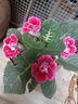 秋穎山東重瓣芙蓉花帶花苞大巖桐盆栽四季開(kāi)花苗好養陽(yáng)臺室內花卉植物 紅花芙蓉 曬單實(shí)拍圖