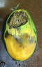【新鮮上市】正宗攀枝花凱特芒果新鮮水果 帶箱2斤200g+ 曬單實(shí)拍圖