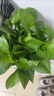 小冤家綠蘿盆栽室內(nèi)花卉綠植綠籮水養(yǎng)花卉盆景桌面辦公客廳水培大葉綠色 180#透明吸水盆綠蘿四盆+肥2【7塊/盆】 曬單實(shí)拍圖
