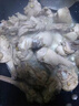 拾贊香【煲湯耐燉】散養(yǎng)非正宗老鴨老麻鴨子非新鮮現(xiàn)殺整只超大非禮盒裝 【8斤】滋補佳品 曬單實拍圖