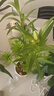 香水百合種球四季開花盆栽帶花苞進(jìn)口重瓣百合花球種子花苗鮮花卉 香水百合混色5球不含盆土 曬單實(shí)拍圖