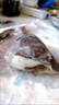 亞又婧碟魚頭冷凍鰈魚頭超大鴉片魚頭深海新鮮比目魚雅片魚頭蝶魚頭海鮮 4-5只（300-350g/只） 1.6kg 曬單實(shí)拍圖