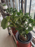 三角梅盆栽花苗綠植物重瓣庭院陽(yáng)臺爬藤攀援植物花卉樹(shù)苗盆景 鴻運6年苗【掌柜推薦】 曬單實(shí)拍圖