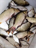 量杯釣魚開餌料杯盆加厚漁具餌料杯刻度量杯釣魚用品摔不壞 【4件套】刻度魚餌量杯 曬單實(shí)拍圖
