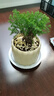 放青松綠植霧松室內(nèi)小盆栽霧凇辦公室桌面放輕松植物擺件四季好養(yǎng) 霧松+提拉米蘇盆+放輕松卡片 【送托盤+鋪面石】 曬單實(shí)拍圖