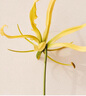 蔻依Chloe仙境花園香氛香水繁嶼依蘭50ml 花香留香持久【臨期清倉】 曬單實(shí)拍圖