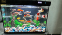 森森金麟超白智能魚缸小型桌面免換水生態(tài)魚缸一體缸自循環(huán) 【自動(dòng)喂食】LE-380B+假山景 曬單實(shí)拍圖