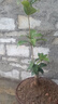 大型桂花庭院綠植別墅綠化桂花大樹(shù)老樁門(mén)口院子室外金桂四季開(kāi)花 老樁根部盆栽 曬單實(shí)拍圖