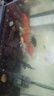 錦鯉魚活魚觀賞魚純種魚大型紅白冷水淡水好養(yǎng)耐活金魚小魚苗錦鯉 11-13cm黃金+烏金+白金+紅金各2 曬單實拍圖