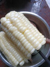 新鮮白糯玉米農(nóng)家自種牛奶甜糯玉米早餐代餐苞谷嫩玉米棒子蔬菜 9斤 曬單實(shí)拍圖