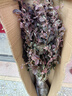 爾瀾耐寒紅花繼木苗籬笆苗庭院綠化苗木工程彩色紅花檵木樹(shù)苗源頭直發(fā) 曬單實(shí)拍圖