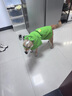 華元寵具（hoopet）柴犬雨衣柯基青蛙斗篷夏季小狗小中型犬防水防臟外出寵物狗狗雨披 L-脖圍48CM背長51cm建議30-35斤 曬單實拍圖