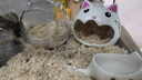 REPTIZOO蛇墊材白楊木屑寵物飼養箱造景墊料爬蟲(chóng)用品 白楊木屑【2.4L/1包】 曬單實(shí)拍圖