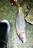 川澤OLED雙排燈珠尾夜光漂咬鉤變色高靈敏醒目日夜兩用野釣鯽鯉魚漂 EX1-2【變色款】鯽鯉混養(yǎng)鉛2.2g LED雙排燈珠尾夜光漂 曬單實(shí)拍圖