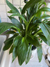 白掌一帆風(fēng)順盆栽植物室內(nèi)花卉綠植水養(yǎng)四季開花新手好養(yǎng)活 白掌1盆（繁星盆） 曬單實拍圖
