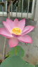 銀千惠999足銀桃花耳釘女士款時(shí)尚高級(jí)感耳環(huán)輕奢情人節(jié)生日禮物送女友 曬單實(shí)拍圖
