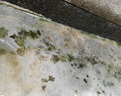 青苔清除劑水泥地泳池路面瓷磚防滑倒除霉蘚去污藻垢克星清洗工具 【一桶裝】 曬單實(shí)拍圖