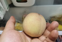 京愿 山西水蜜桃 毛桃 脆甜桃子 紅不軟  當(dāng)季新鮮孕婦水果生鮮 凈重8.5斤實(shí)惠裝【單果100g+】 曬單實(shí)拍圖