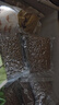 INSTINCT進(jìn)口貓糧百利無(wú)谷雞全貓幼貓干糧11磅/5kg 曬單實(shí)拍圖