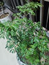 孫凱（SUNKAI）羽葉福祿桐客廳植物盆栽室內綠植發(fā)財樹(shù)樹(shù)樁四季常青 羽葉福祿桐 含盆 曬單實(shí)拍圖