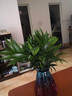 種花迷水培植物驅(qū)蚊竹柏水養(yǎng)盆栽綠植室內(nèi)花卉客廳辦公四季常青夏季 驅(qū)蚊竹柏5顆【送彩鉆瓶+營養(yǎng)液】 曬單實拍圖