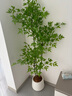 瑯闕仿真植物南天竹落地盆栽仿生綠植擺件客廳沙發(fā)邊家居裝飾盆景假樹 1.6米南天竹+U型花盆白色 曬單實拍圖